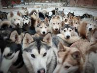 АКЦИЯ! Третий друг в путешествии к ХАСКИ 27.12 — всего 2000 рублей! АКЦИЯ! Третий друг в путешествии к ХАСКИ 27.12 — всего 2000 рублей!