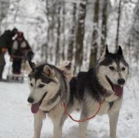 8 января - Новогоднее приключение в Костроме с Хаски! 8 января - Новогоднее приключение в Костроме с Хаски!