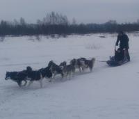 1 февраля - Подари себе северную сказку: визит в питомник и прогулка в упряжке! 1 февраля - Подари себе северную сказку: визит в питомник и прогулка в упряжке!
